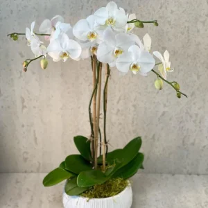 White Premium Orchids