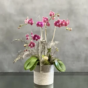 Burgundy Tango Orchids