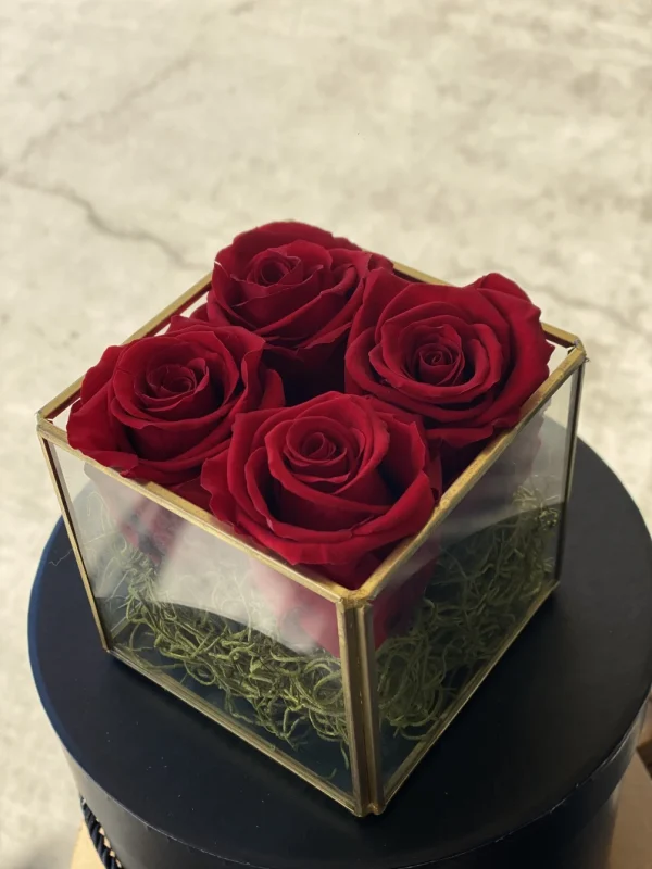 4-one year roses